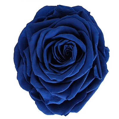 Natural Midnight Blue Rose Flower Seeds | Home and Garden Plantation ...